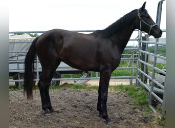 Oldenburger, Merrie, 2 Jaar, 174 cm, Zwartbruin