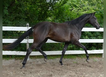 Oldenburger, Merrie, 2 Jaar, 174 cm, Zwartbruin