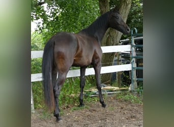 Oldenburger, Merrie, 2 Jaar, 174 cm, Zwartbruin