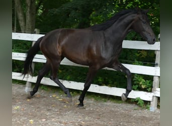 Oldenburger, Merrie, 2 Jaar, 174 cm, Zwartbruin