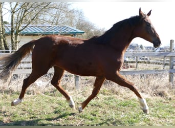 Oldenburger, Merrie, 2 Jaar, 175 cm, Donkere-vos