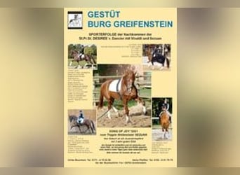 Oldenburger, Merrie, 2 Jaar, 175 cm, Donkere-vos