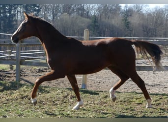 Oldenburger, Merrie, 2 Jaar, 175 cm, Donkere-vos