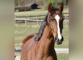 Oldenburger, Merrie, 2 Jaar, 175 cm, Donkere-vos