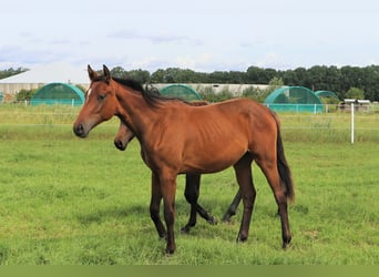 Oldenburger, Merrie, 2 Jaar, Bruin