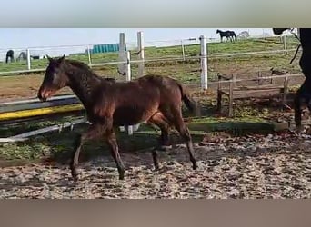 Oldenburger, Merrie, 2 Jaar, Bruin