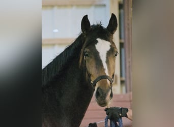 Oldenburger, Merrie, 2 Jaar, Donkerbruin