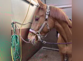 Oldenburger, Merrie, 3 Jaar, 159 cm, Vos