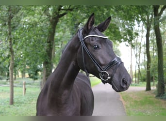 Oldenburger, Merrie, 3 Jaar, 160 cm, Zwart