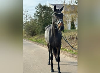 Oldenburger, Merrie, 3 Jaar, 161 cm, Donkerbruin