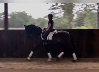 Oldenburger, Merrie, 3 Jaar, 161 cm, Donkerbruin