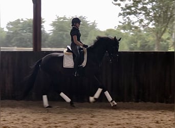 Oldenburger, Merrie, 3 Jaar, 161 cm, Donkerbruin