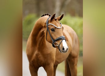 Oldenburger, Merrie, 3 Jaar, 162 cm