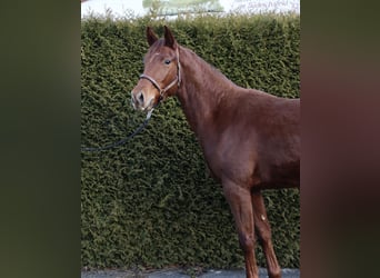 Oldenburger, Merrie, 3 Jaar, 162 cm