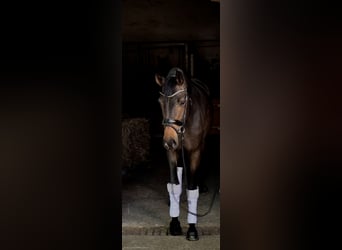 Oldenburger, Merrie, 3 Jaar, 162 cm