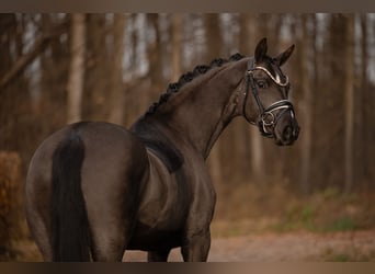 Oldenburger, Merrie, 3 Jaar, 162 cm, Zwartbruin