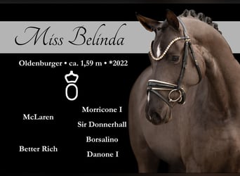 Oldenburger, Merrie, 3 Jaar, 162 cm, Zwartbruin