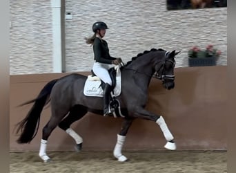 Oldenburger, Merrie, 3 Jaar, 162 cm, Zwartbruin
