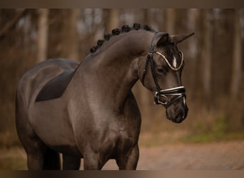 Oldenburger, Merrie, 3 Jaar, 162 cm, Zwartbruin