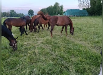 Oldenburger, Merrie, 3 Jaar, 163 cm, Bruin