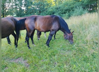 Oldenburger, Merrie, 3 Jaar, 163 cm, Bruin