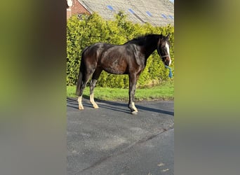 Oldenburger, Merrie, 3 Jaar, 163 cm, Donkerbruin