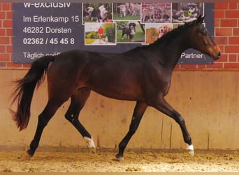 Oldenburger, Merrie, 3 Jaar, 163 cm