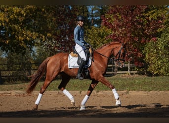 Oldenburger, Merrie, 3 Jaar, 163 cm, Vos