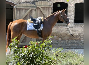 Oldenburger, Merrie, 3 Jaar, 163 cm, Vos