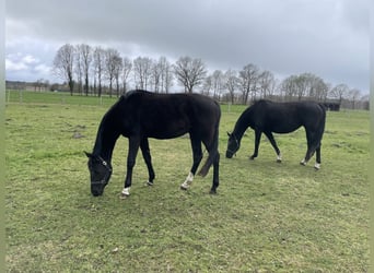 Oldenburger, Merrie, 3 Jaar, 163 cm, Zwart