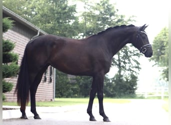Oldenburger, Merrie, 3 Jaar, 163 cm, Zwart