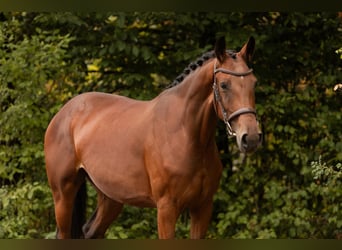 Oldenburger, Merrie, 3 Jaar, 164 cm, Bruin