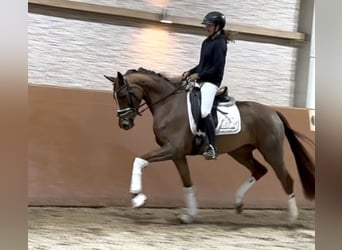 Oldenburger, Merrie, 3 Jaar, 164 cm, Donkere-vos