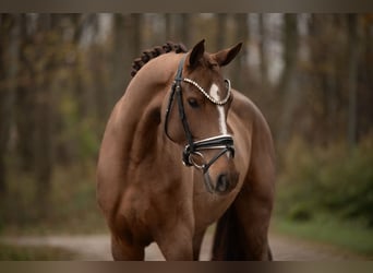 Oldenburger, Merrie, 3 Jaar, 164 cm, Donkere-vos