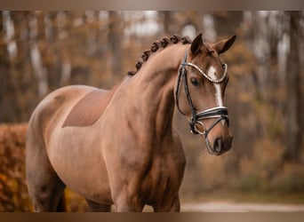 Oldenburger, Merrie, 3 Jaar, 164 cm, Donkere-vos