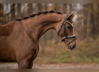 Oldenburger, Merrie, 3 Jaar, 164 cm, Donkere-vos