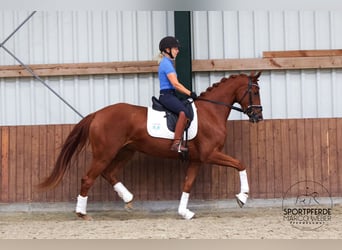 Oldenburger, Merrie, 3 Jaar, 164 cm, Vos