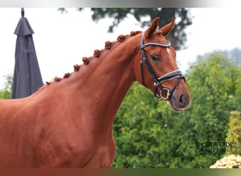 Oldenburger, Merrie, 3 Jaar, 164 cm, Vos