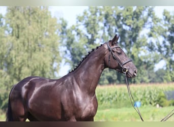 Oldenburger, Merrie, 3 Jaar, 164 cm, Zwart