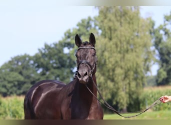 Oldenburger, Merrie, 3 Jaar, 164 cm, Zwart