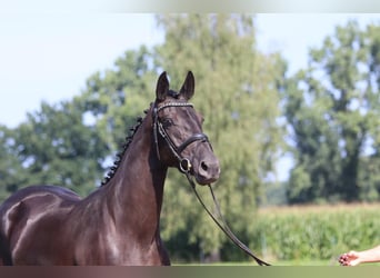 Oldenburger, Merrie, 3 Jaar, 164 cm, Zwart