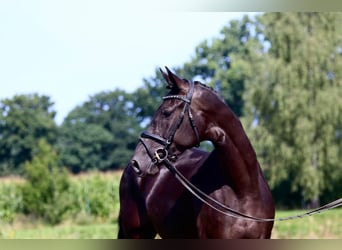 Oldenburger, Merrie, 3 Jaar, 164 cm, Zwart