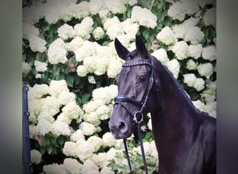 Oldenburger, Merrie, 3 Jaar, 164 cm, Zwart