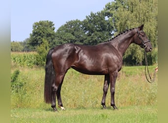 Oldenburger, Merrie, 3 Jaar, 164 cm, Zwart