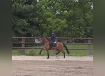 Oldenburger, Merrie, 3 Jaar, 165 cm, Brauner