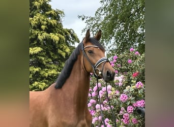 Oldenburger, Merrie, 3 Jaar, 165 cm, Brauner