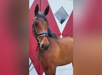 Oldenburger, Merrie, 3 Jaar, 165 cm, Bruin