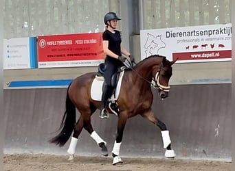 Oldenburger, Merrie, 3 Jaar, 165 cm, Bruin