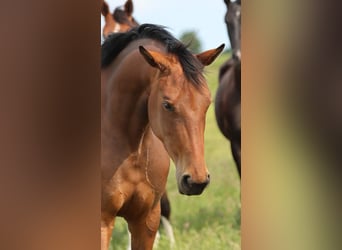 Oldenburger, Merrie, 3 Jaar, 165 cm, Bruin
