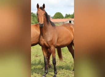 Oldenburger, Merrie, 3 Jaar, 165 cm, Bruin